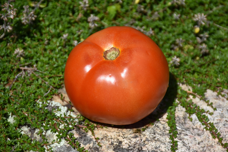 Supersonic Tomato (Solanum lycopersicum 'Supersonic') at Seoane's Garden Center
