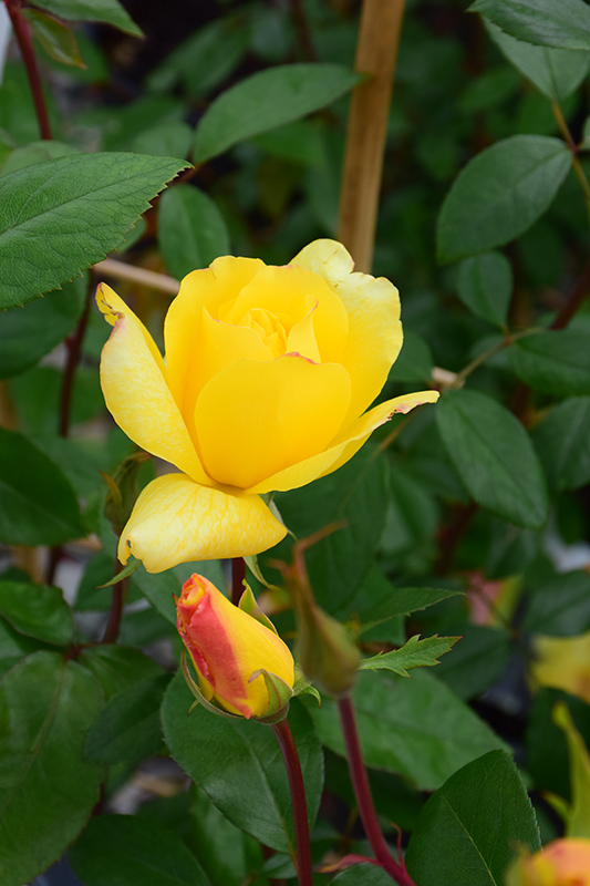Golden Showers Rose (Rosa 'Golden Showers') at Seoane's Garden Center