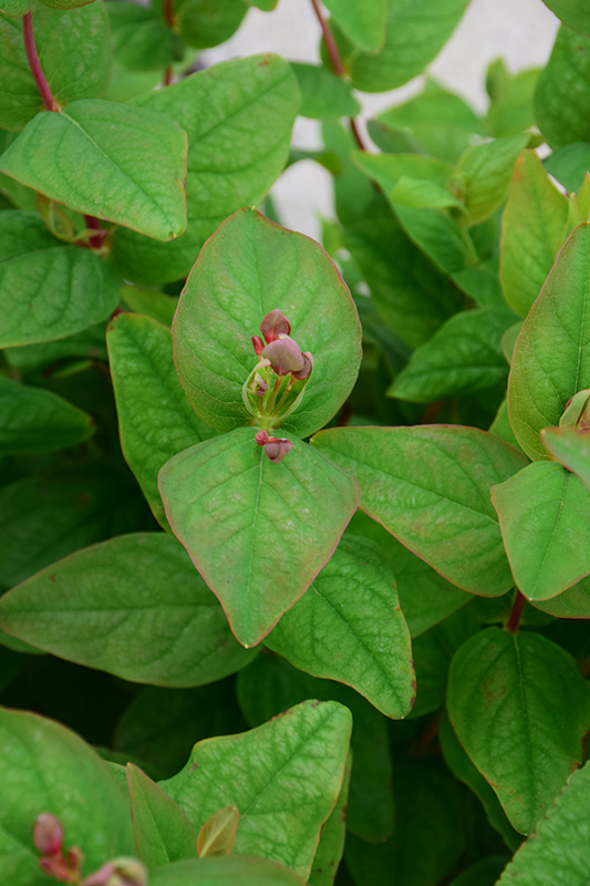FloralBerry Rosé St. John's Wort (Hypericum x inodorum 'KOLROS') at Seoane's Garden Center
