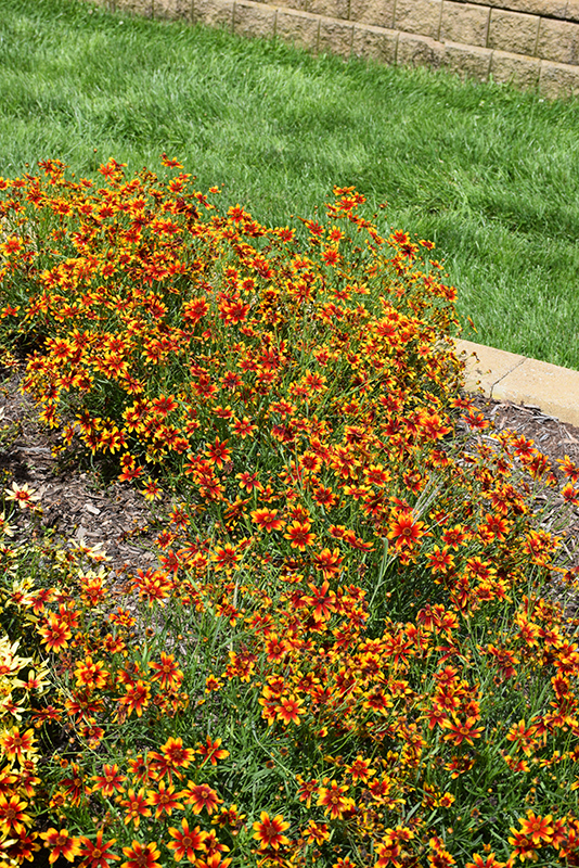 Satin & Lace Red Tapestry Tickseed (Coreopsis 'Red Tapestry') at Seoane's Garden Center