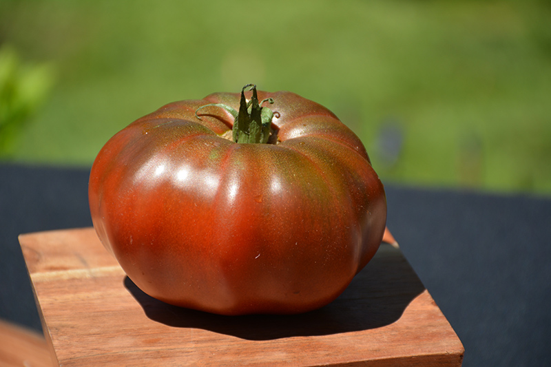 Black Krim Tomato (Solanum lycopersicum 'Black Krim') at Seoane's Garden Center