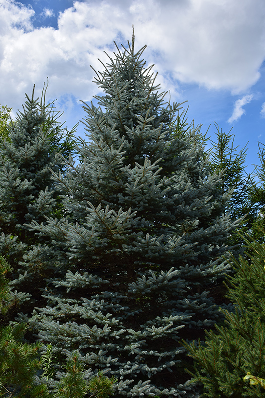 Baby Blue Eyes Spruce (Picea pungens 'Baby Blue Eyes') at Seoane's Garden Center