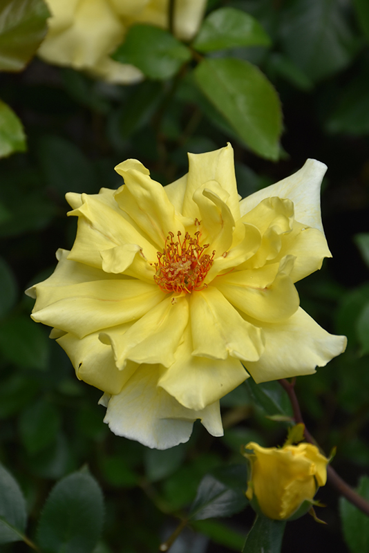 Golden Showers Rose (Rosa 'Golden Showers') at Seoane's Garden Center
