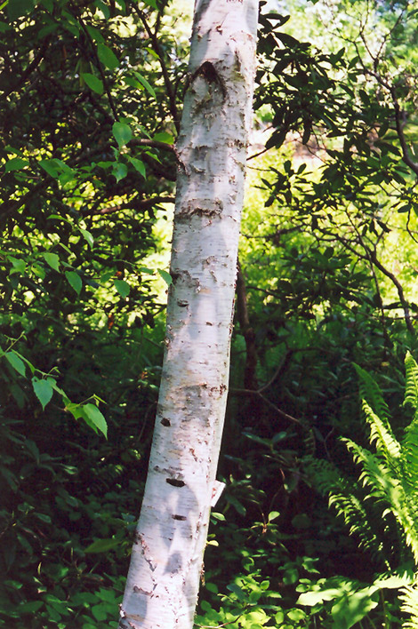 Whitespire Birch (Betula populifolia 'Whitespire') at Seoane's Garden Center