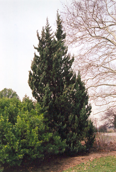 Robusta Juniper (Juniperus chinensis 'Robusta') at Seoane's Garden Center