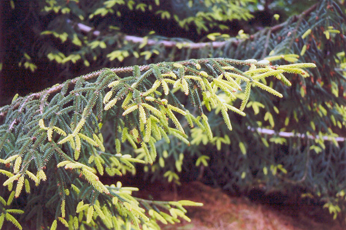 Golden Oriental Spruce (Picea orientalis 'Aurea') at Seoane's Garden Center