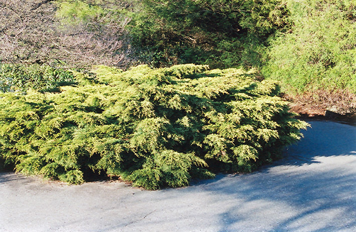 Pfitzer Juniper (Juniperus x media 'Pfitzeriana') at Seoane's Garden Center