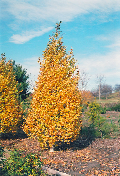 Whitespire Birch (Betula populifolia 'Whitespire') at Seoane's Garden Center