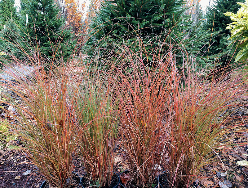 Scout Maiden Grass (Miscanthus sinensis 'M77') at Seoane's Garden Center