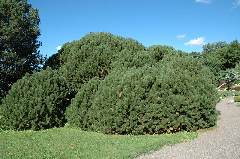 Compact Mugo Pine (Pinus mugo 'var. mughus') at Seoane's Garden Center