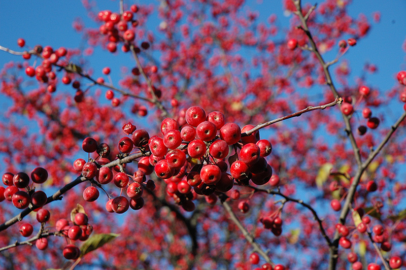 Prairie Crab Apple (Malus ioensis) in Boston Abington South Shore ...