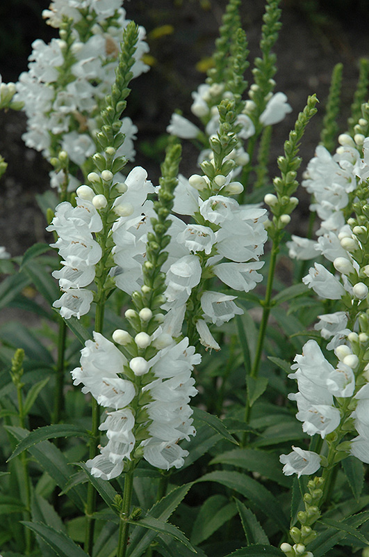 Miss Manners Obedient Plant (Physostegia virginiana 'Miss Manners') at Seoane's Garden Center