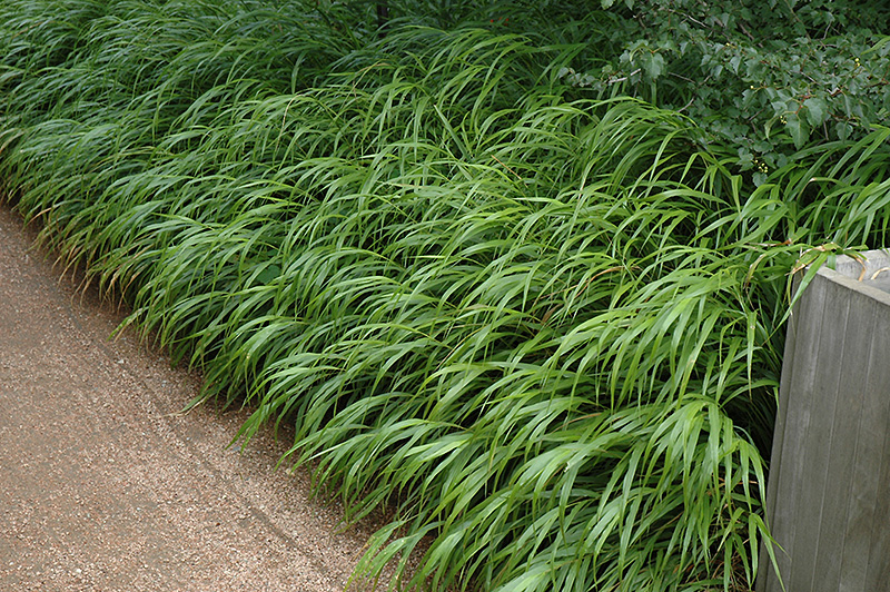 Japanese Woodland Grass (Hakonechloa macra) at Seoane's Garden Center
