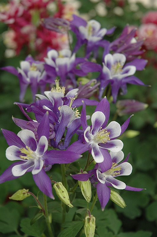Winky Blue And White Columbine (Aquilegia 'Winky Blue And White') at Seoane's Garden Center