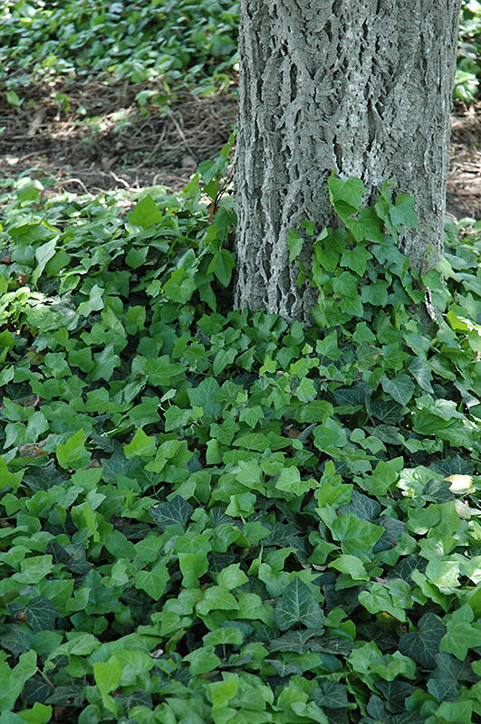 Baltic Ivy (Hedera helix 'Baltica') at Seoane's Garden Center