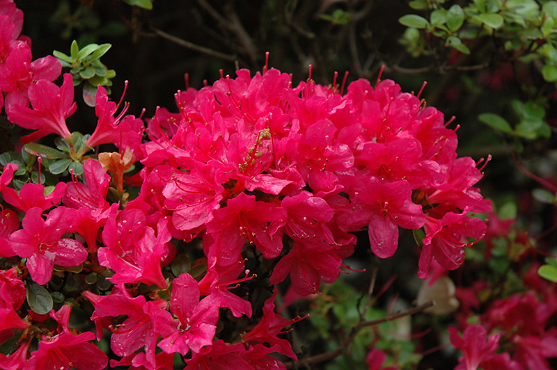 Hino Crimson Azalea (Rhododendron 'Hino Crimson') at Seoane's Garden Center