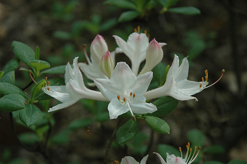 Fragrant Star Azalea (Rhododendron 'Fragrant Star') at Seoane's Garden Center