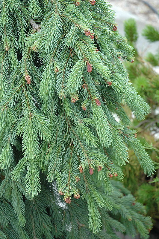 Weeping White Spruce (Picea glauca 'Pendula') at Seoane's Garden Center