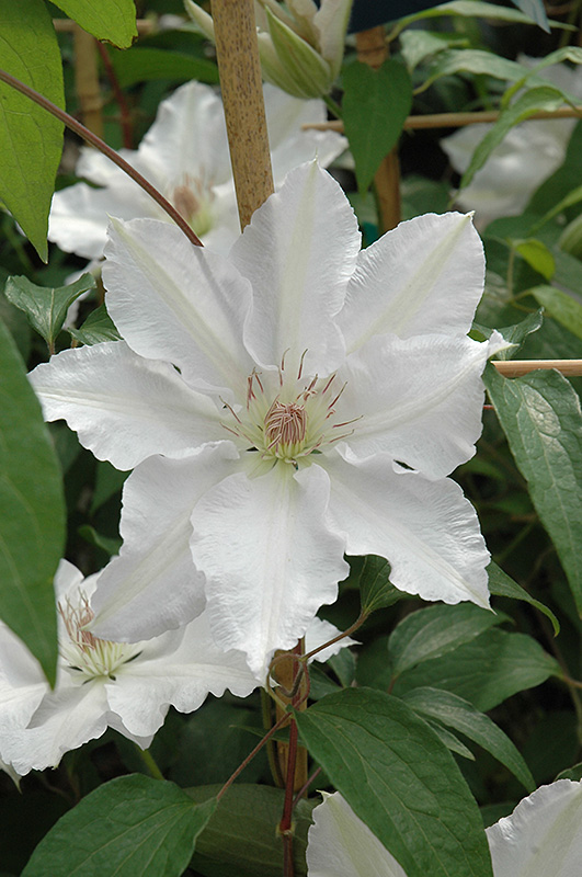 Hyde Hall Clematis (Clematis 'Hyde Hall') at Seoane's Garden Center