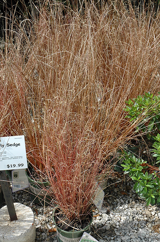 Leatherleaf Sedge (Carex buchananii) at Seoane's Garden Center