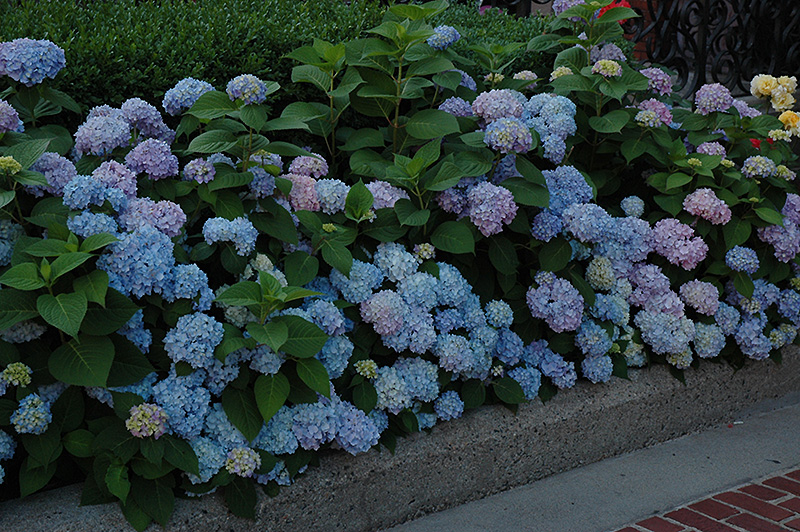 Nikko Blue Hydrangea (Hydrangea macrophylla 'Nikko Blue') at Seoane's Garden Center