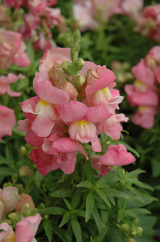 Snapshot Pink Snapdragon (Antirrhinum majus 'PAS409640') at Seoane's Garden Center