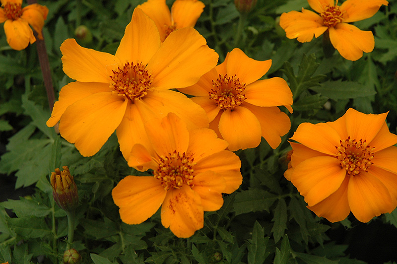 Disco Orange Marigold (Tagetes patula 'Disco Orange') at Seoane's Garden Center