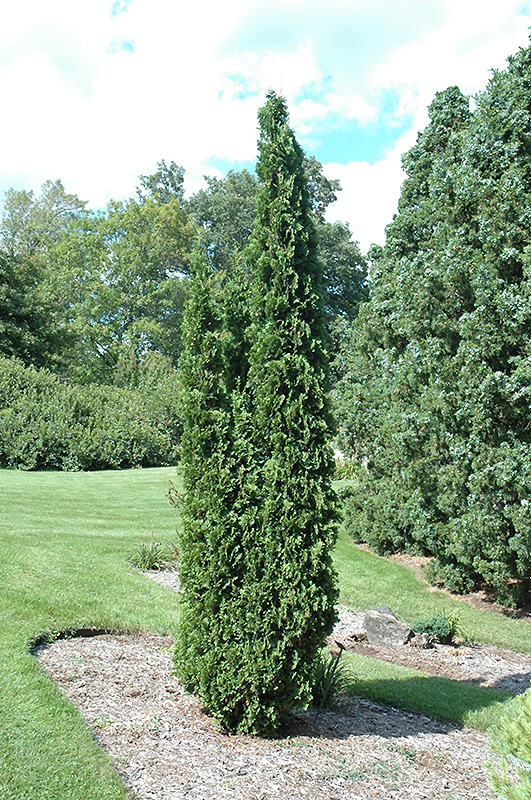 Degroot's Spire Arborvitae (Thuja occidentalis 'Degroot's Spire') at Seoane's Garden Center