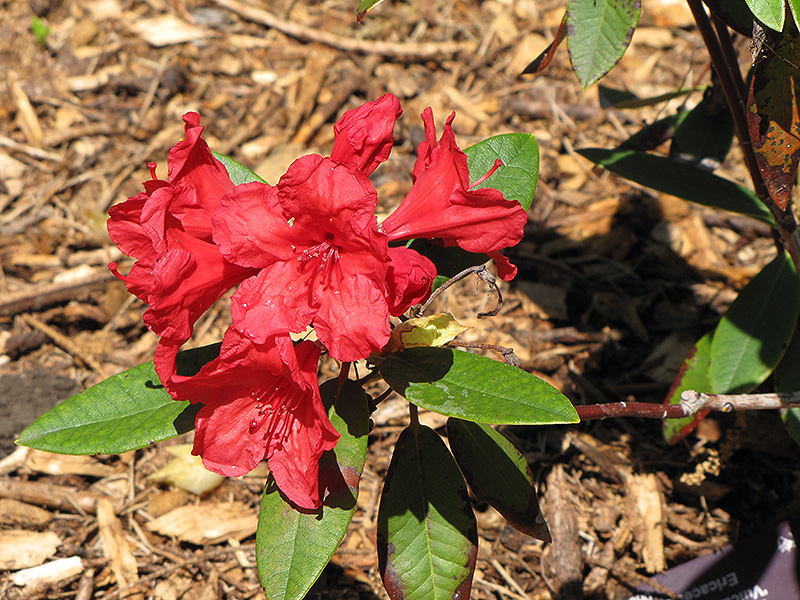 Vulcan's Flame Rhododendron (Rhododendron 'Vulcan's Flame') at Seoane's Garden Center