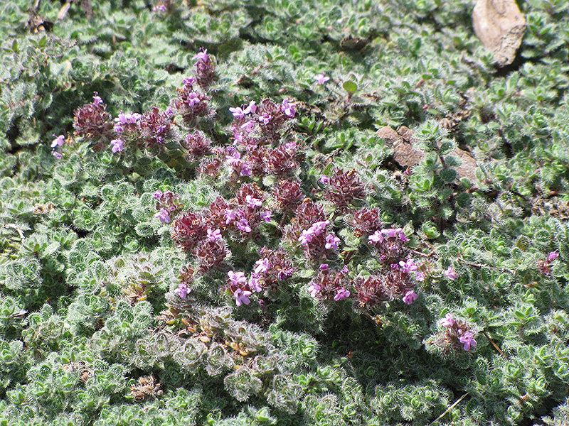Wooly Thyme (Thymus pseudolanuginosis) at Seoane's Garden Center