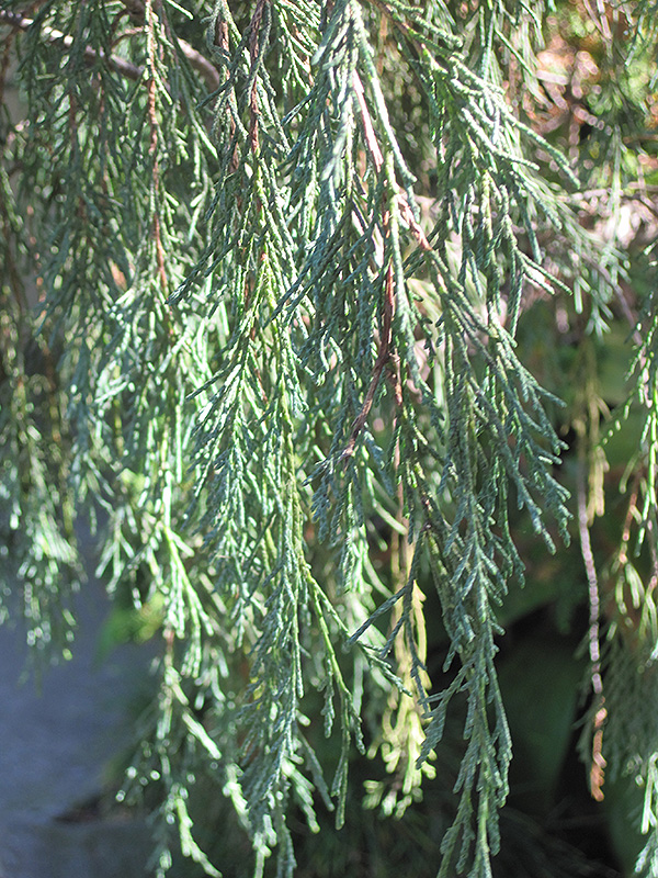 Tolleson's Weeping Juniper (Juniperus scopulorum 'Tolleson's Weeping') at Seoane's Garden Center