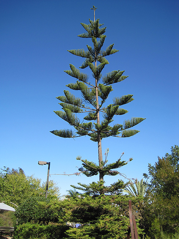 Norfolk Island Pine (Araucaria heterophylla) at Seoane's Garden Center