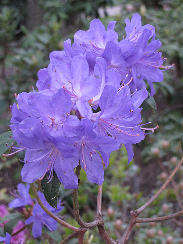 Blue Baron Rhododendron (Rhododendron 'Blue Baron') at Seoane's Garden Center