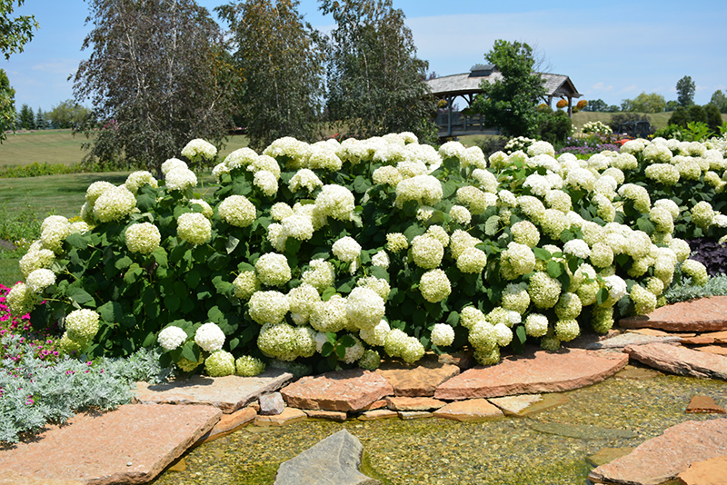 Incrediball Hydrangea (Hydrangea arborescens 'Abetwo') at Seoane's Garden Center
