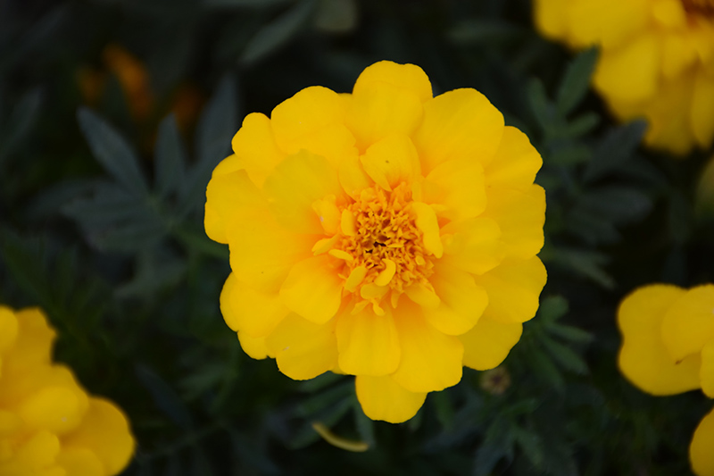 Durango Yellow Marigold (Tagetes patula 'Durango Yellow') at Seoane's Garden Center