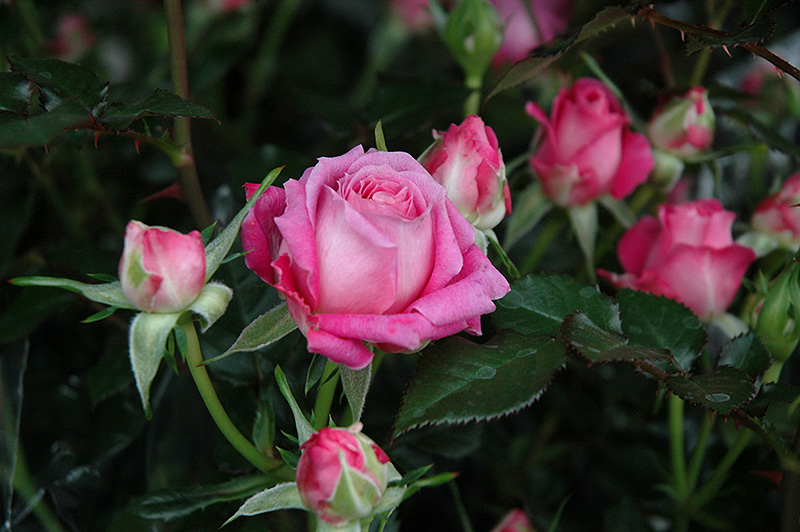 Candy Sunblaze Rose (Rosa 'Meidanclar') at Seoane's Garden Center