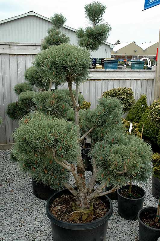 Watereri Scotch Pine (pom pom) (Pinus sylvestris 'Watereri (pom pom)') at Seoane's Garden Center