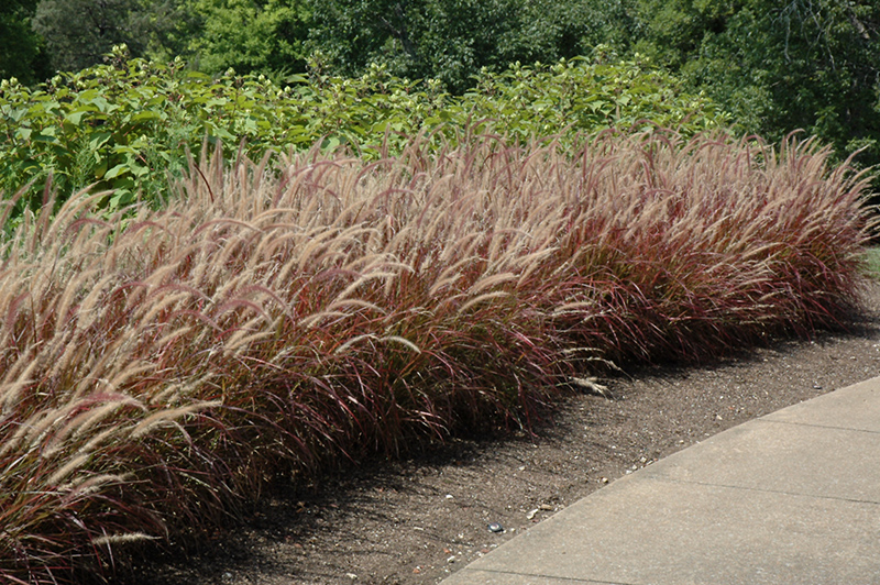 Purple Fountain Grass (Pennisetum setaceum 'Rubrum') at Seoane's Garden Center