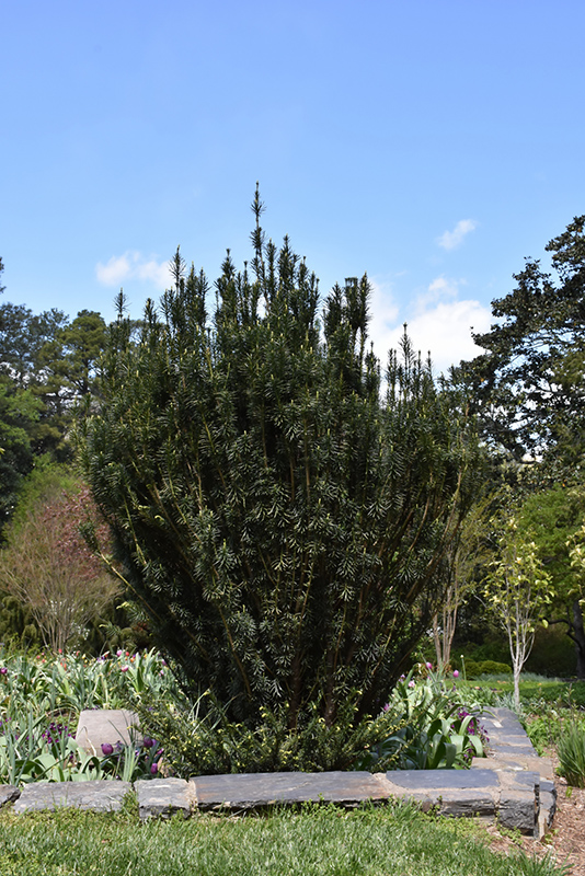 Upright Japanese Plum Yew (Cephalotaxus harringtonia 'Fastigiata') at Seoane's Garden Center