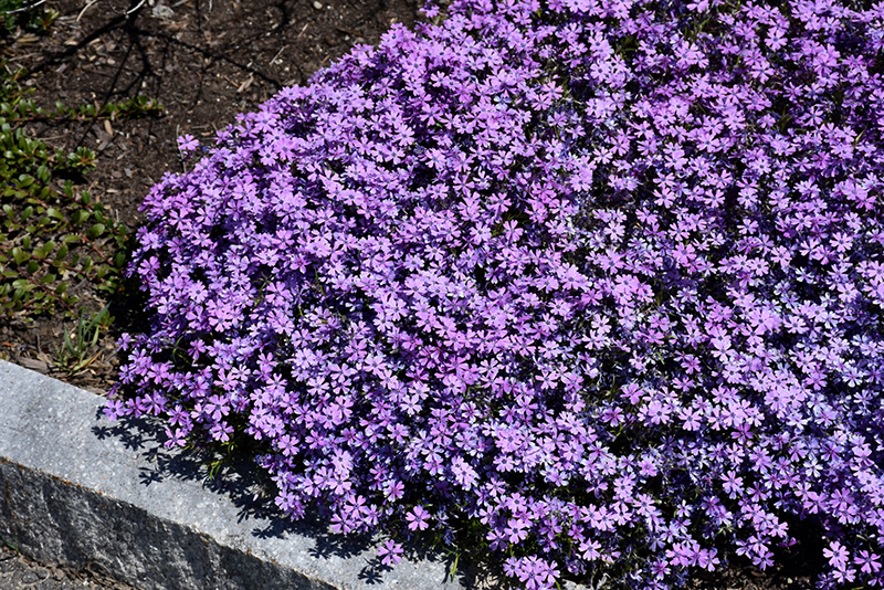 Purple Beauty Moss Phlox (Phlox subulata 'Purple Beauty') at Seoane's Garden Center
