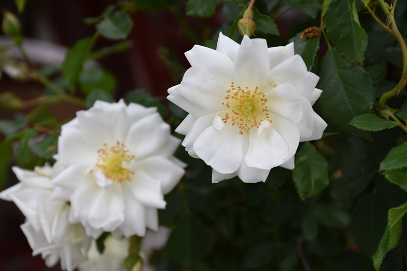 Flower Carpet White Rose (Rosa 'Flower Carpet White') at Seoane's Garden Center