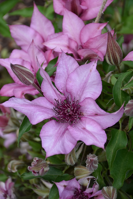 Giselle Clematis (Clematis 'Evipo051') at Seoane's Garden Center