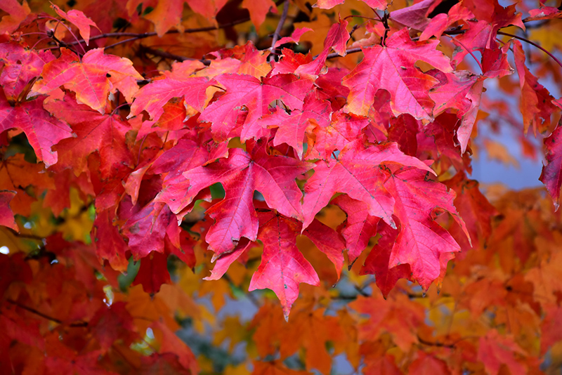 Fall Fiesta Sugar Maple (Acer saccharum 'Bailsta') at Seoane's Garden Center