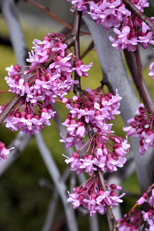 Lavender Twist Redbud (Cercis canadensis 'Covey') at Seoane's Garden Center