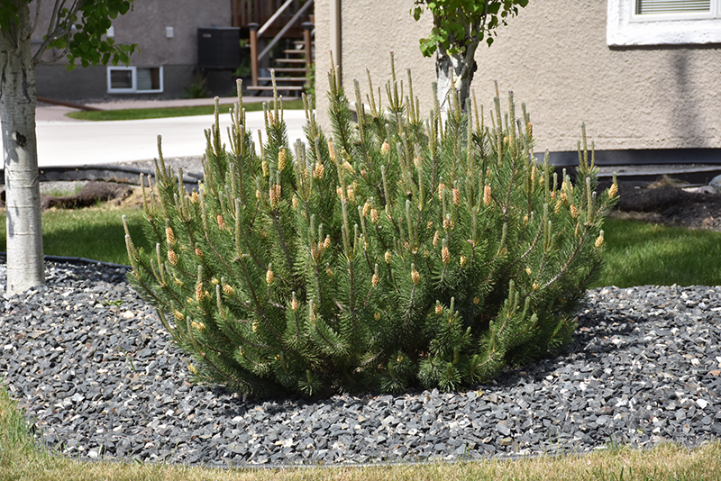 Mugo Pine (Pinus mugo) at Seoane's Garden Center