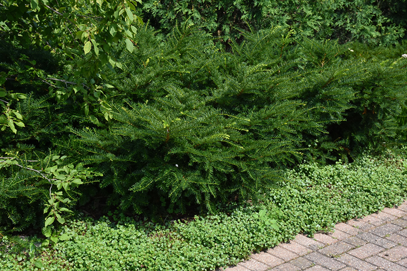 Green Wave Yew (Taxus x media 'Green Wave') at Seoane's Garden Center