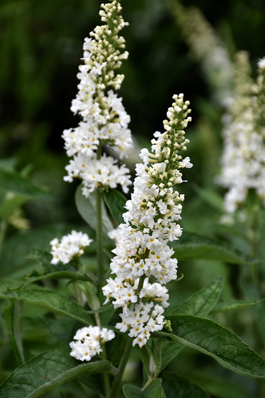 Miss Pearl Butterfly Bush (Buddleia 'Miss Pearl') at Seoane's Garden Center