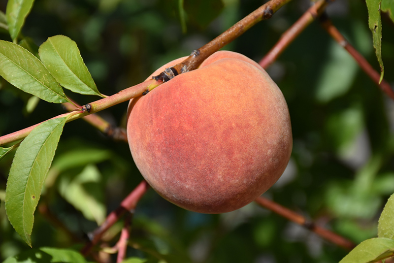 Redhaven Peach (Prunus persica 'Redhaven') at Seoane's Garden Center