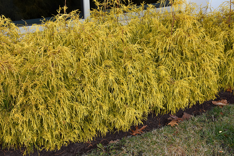 Golden Charm Falsecypress (Chamaecyparis pisifera 'Golden Charm') at Seoane's Garden Center