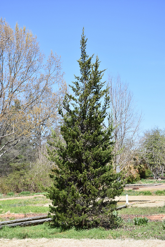 Eastern Redcedar (Juniperus virginiana) at Seoane's Garden Center